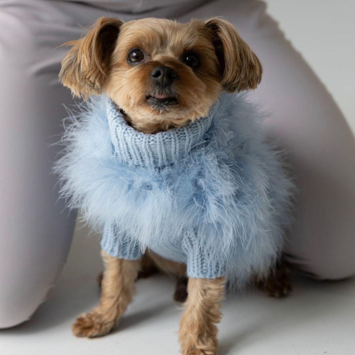 Teddy the Office Dog